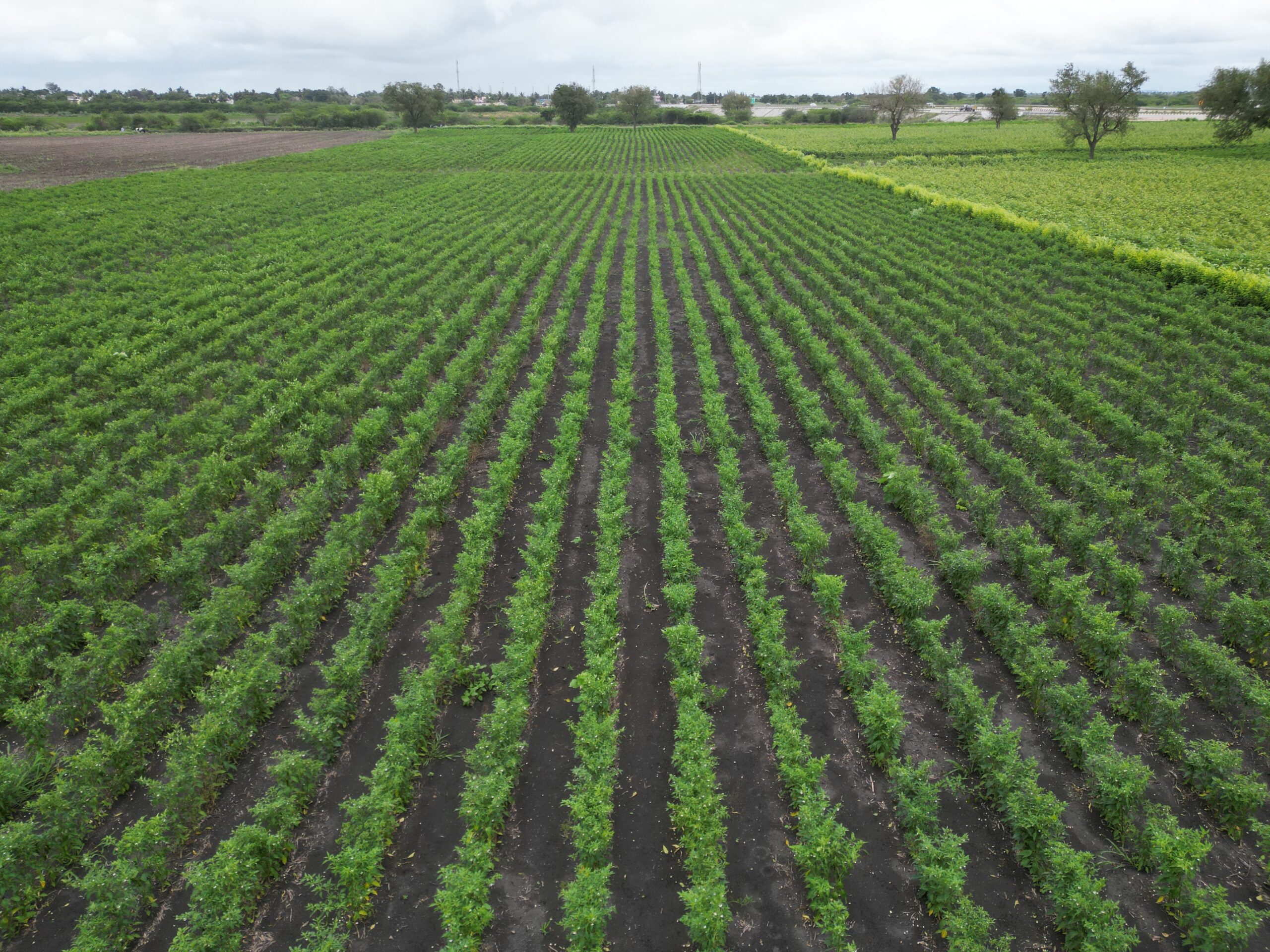 Local Byadgi Crop Report 2022-23